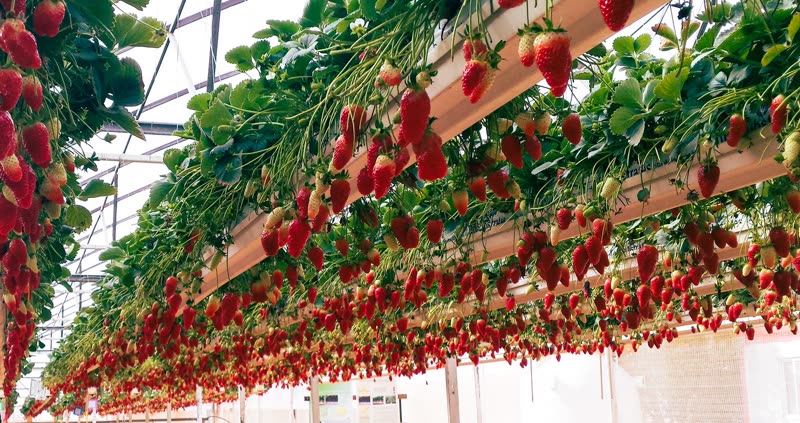Crops growing under net-covered structure